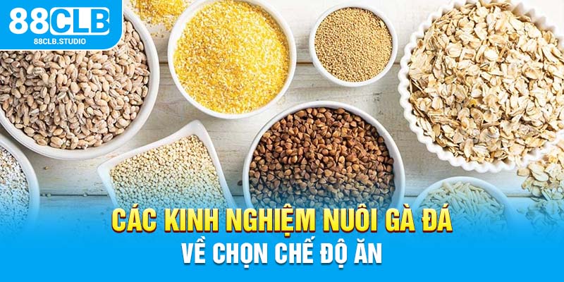 Các kinh nghiệm nuôi gà đá về chọn chế độ ăn