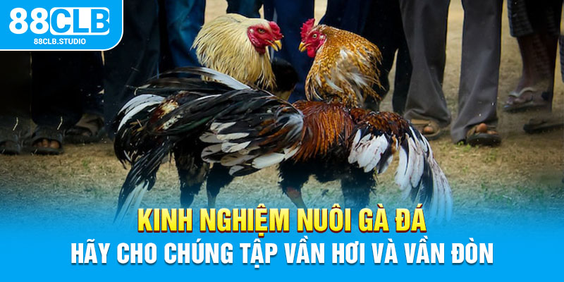 Kinh nghiệm nuôi gà đá hãy cho chúng tập vần hơi và vần đòn