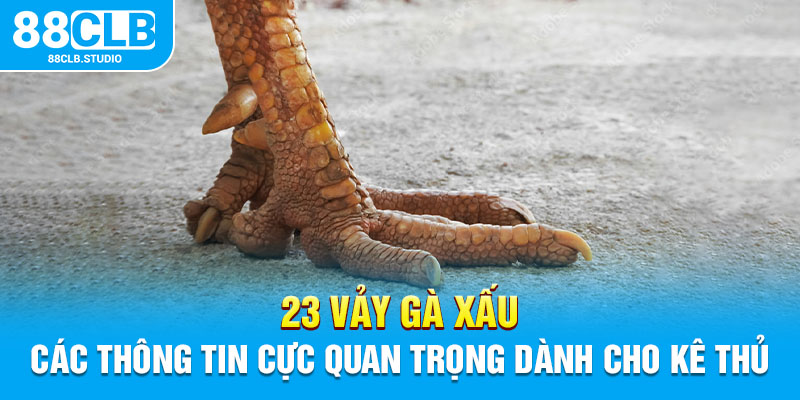 23 Vảy Gà Xấu – Các Thông Tin Cực Quan Trọng Dành Cho Kê Thủ