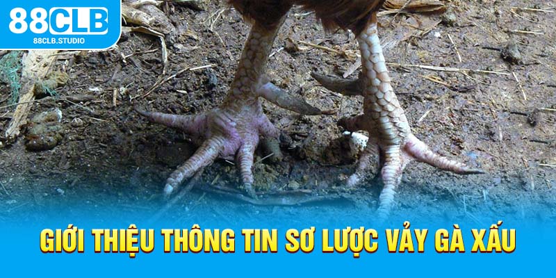 Giới thiệu thông tin sơ lược vảy gà xấu