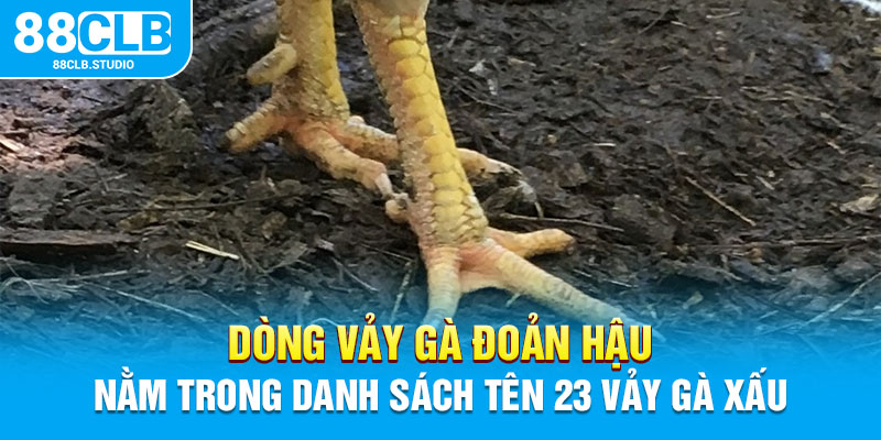 Dòng vảy gà đoản hậu nằm trong danh sách tên 23 vảy gà xấu