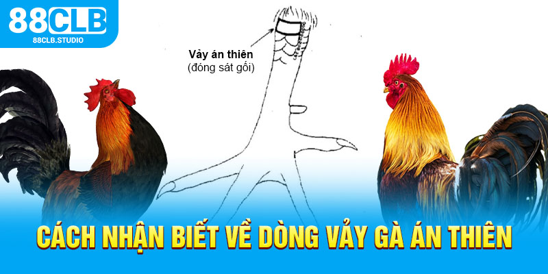 Cách nhận biết về dòng vảy gà Án Thiên