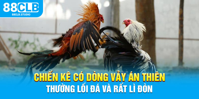 Chiến kê có dòng vảy Án Thiên thường lối đá và rất lì đòn