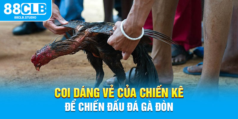 Coi dáng vè của chiến kê để chiến đấu đá gà đòn