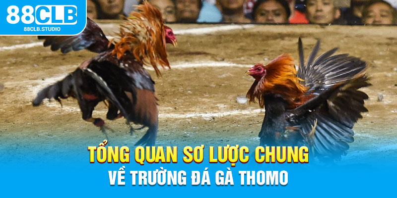 Tổng quan sơ lược chung về trường đá gà Thomo