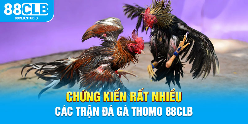 Chứng kiến rất nhiều các trận đá gà Thomo 88CLB 